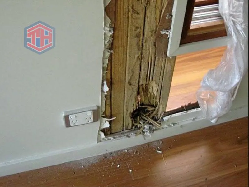 Tác hại của mối phá hoại nhà ở tại Bà Rịa